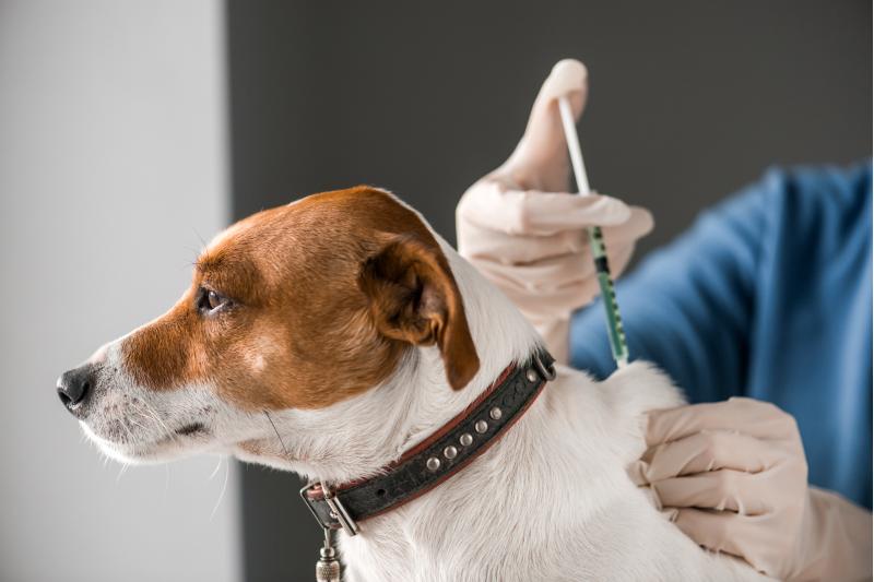 狂犬病予防接種